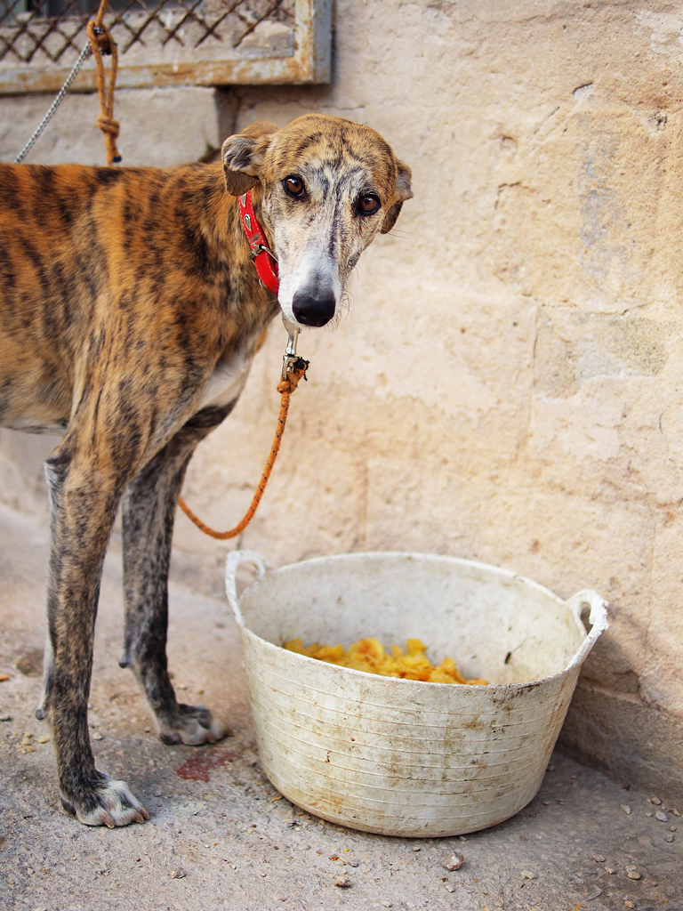 galgo.jpg